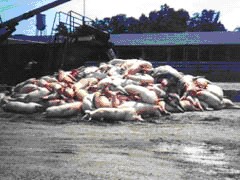Meat and the Environment